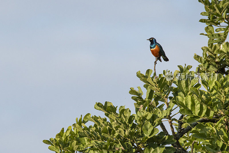 极好的椋鸟(Lamprotornis superbus)，基代波谷国家公园，乌干达